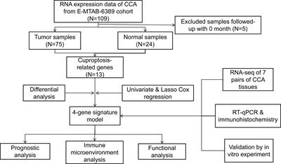 Establishment and experimental validation of a novel cuproptosis-related gene signature for prognostic implication in cholangiocarcinoma